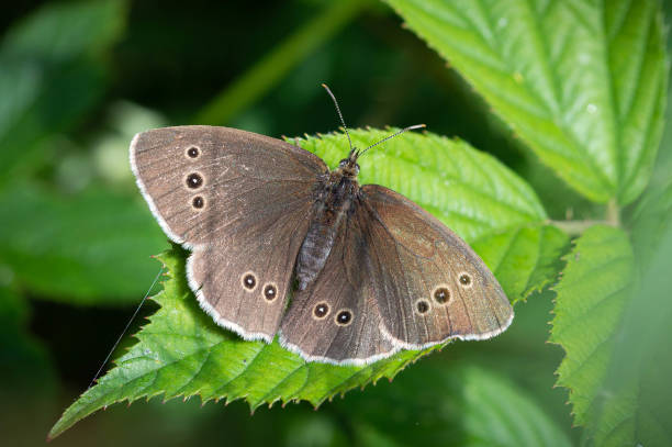 istock Ringlet butterfly on a green bramble leaf 1455594413