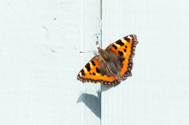 istock Small Tortoiseshell butterfly on a light coloured fence 1455594416