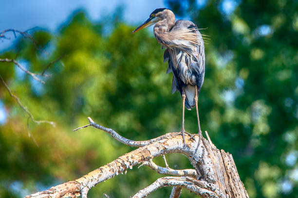 Great Blue Heron At Presque isle State Park Great Blue Heron At Presque isle State Park big blue crane stock pictures, royalty-free photos & images