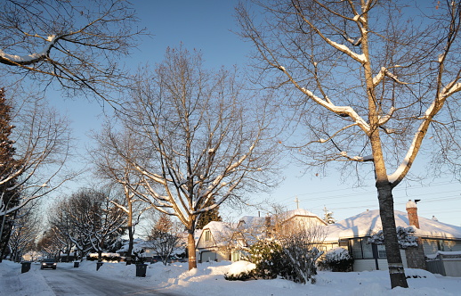 A car drives under large oak trees lining a quiet residential street. Winter morning in the Fleetwood neighbourhood of Surrey, British  Columbia. Many of the detached houses were built in 1987.