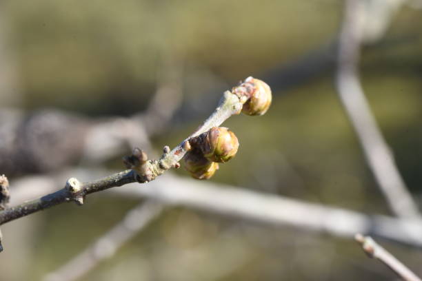istock Winter sweet ( Chimonanthus praecox ) flowers. 1455597567