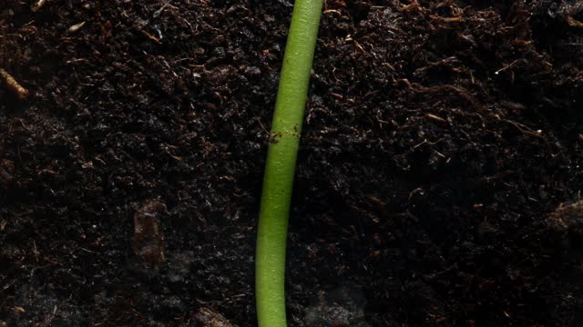 Macro timelapse of seeds sprouting from grain to long green stem