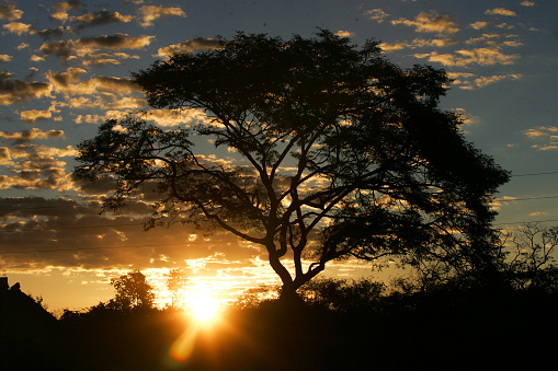 Silhouette of a tree with the sunset in the background.
