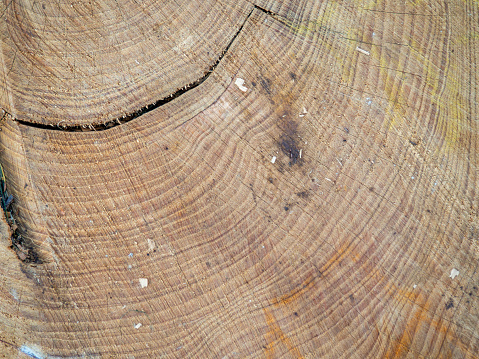 Log Surface A Cut Of A Log The Surface Is Wooden Stock Photo - Download Image Now ...