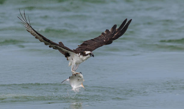 istock Osprey Fishing in the Ocean 1455598986