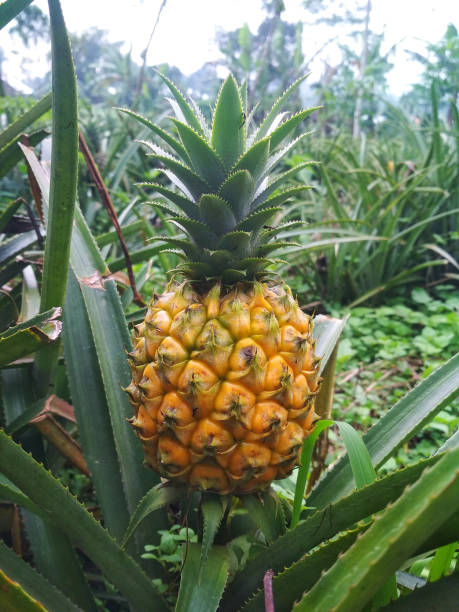 istock Honey pineapple in plantation 1455600738