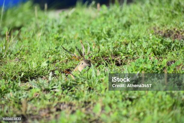 Peeking From Hole Stock Photo - Download Image Now - Hiding, Vole, Animal
