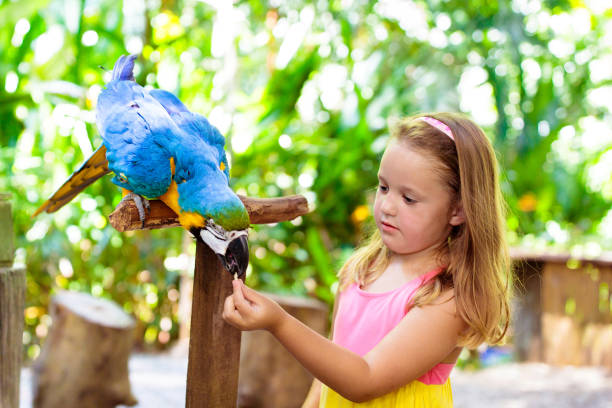 istock Kids feeding macaw parrot. Child playing with bird 1455605882