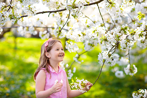 Kids play in spring park. Little girl in sunny garden with blooming cherry and apple trees. Child playing outdoors. Kid watching flower blossom in sunny fruit orchard. Easter celebration.