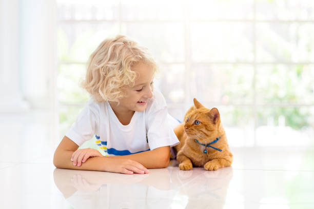 istock Child feeding home cat. Kids and pets. 1455606077