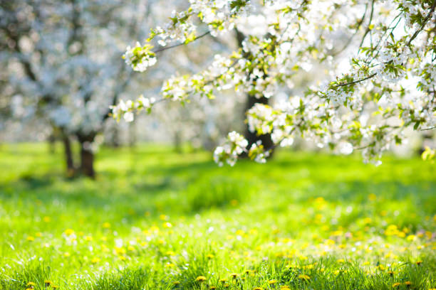 istock Blooming cherry blossom tree garden in spring. 1455606281