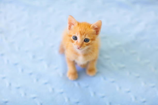 Baby cat. Ginger kitten playing on couch with knitted blanket. Domestic animal. Home pet. Young cats. Cute funny cats play at home.