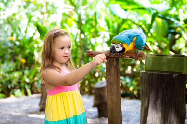 istock Kids feeding macaw parrot. Child playing with bird 1455606438