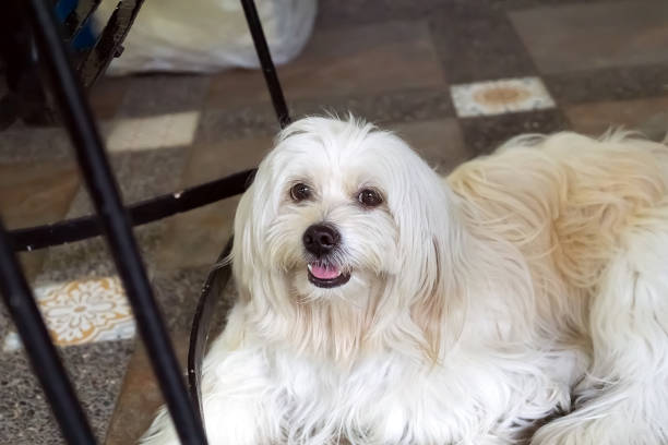 portrait of a lovely and cute pet dog