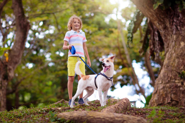 istock Child and dog walk in summer park 1455607242