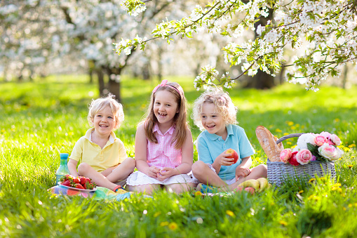 Family picnic in spring park with blooming cherry trees. Kids eating fruit and bread lunch outdoors in blooming apple garden sitting on a blanket with picnic basket. Healthy nutrition for children.
