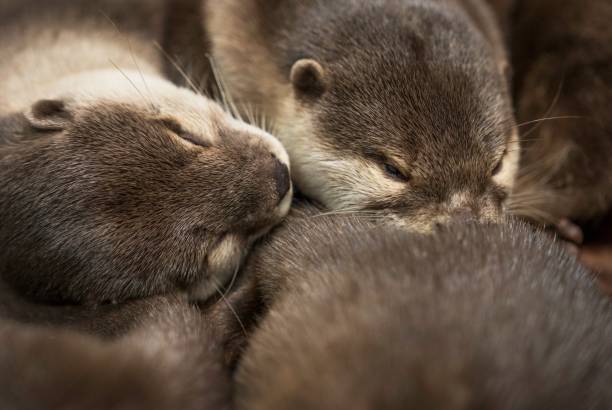 sleepy otters close up stock photo