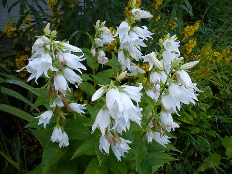 Campanula latifolia is a type species of the genus Bellflower family. Perennial herbaceous plant of meadows, fields, forests. Karelia taiga. Black beetle collects nectar from a bluebell.