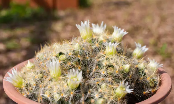 Photo of Close up of Mammillaria schiedeana cactus with flowers blooming.