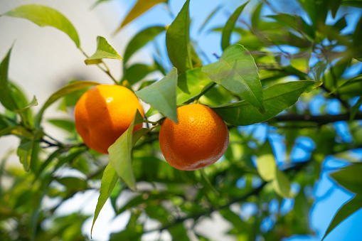 Two ripe orange tangerines hang on branch green leaves against blue sky sunny day. Bright juicy colorful citrus trees fruits organic farm plantation. Autumn harvest new year natural fruits mandarin