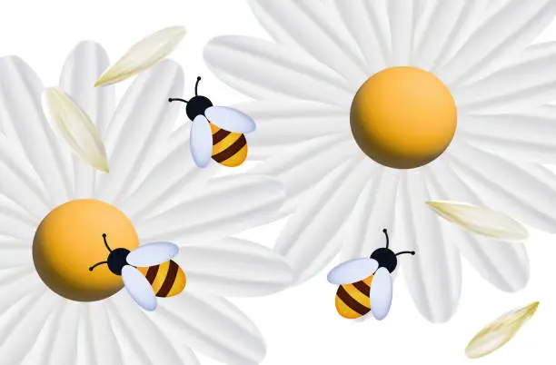 Vector illustration of Bees with white flowers 3d top view. Insects pollinate chamomile, daisies, gerberas. The process of collecting honey, nectar. Bee in the apiary, spring time, white flowers. Meadow or field. Vector.