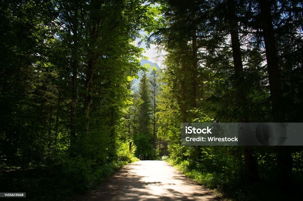 Light Shadow Path Mysterious Forest Path Combination Of Light And Shadow Stock Photo ...