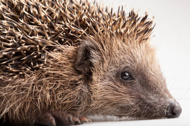 istock Wild hedgehog isolated on white background 1455616851