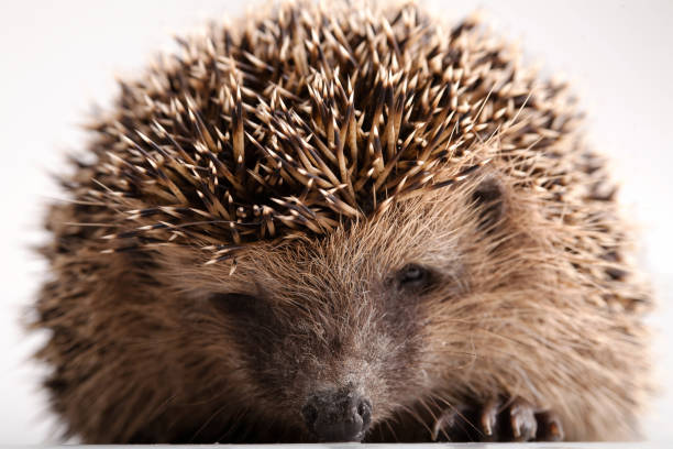 istock Wild hedgehog isolated on white background 1455616874