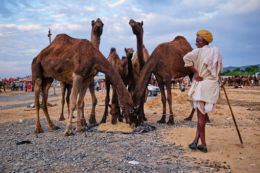 Pushkar, India - November 6, 2019: Indian rural village man and camels at Pushkar camel fair Pushkar Mela annual camel and livestock fair, one of the world largest camel fairs and tourist attraction