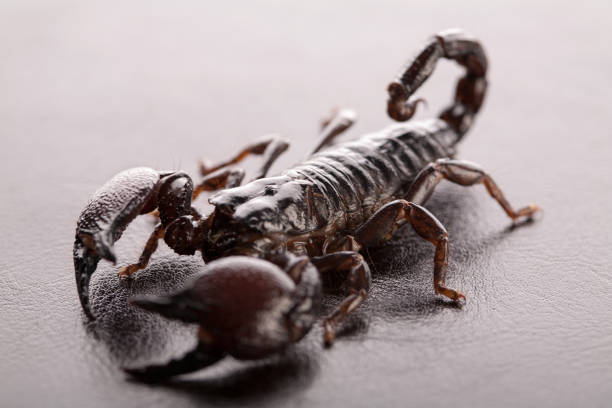 Highveld lesser-thicktail scorpion (Uroplectes triangulifer)