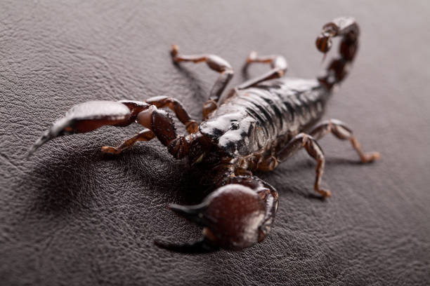 A glowing scorpion under ultraviolet light, showcasing its bioluminescent features against a dark background