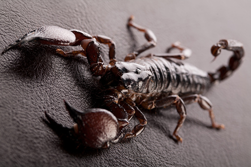 Black scorpion in close-up on a black background. Scorpion is ready to attack