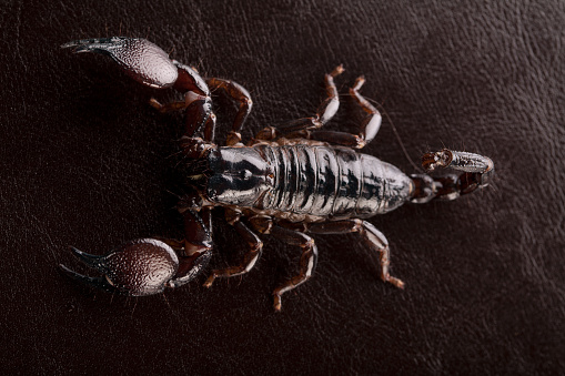 Black scorpion in close-up on a black background. Scorpion is ready to attack