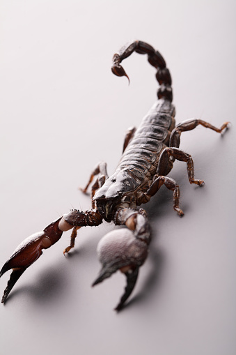 A photo of a common earwig isolated on a white background