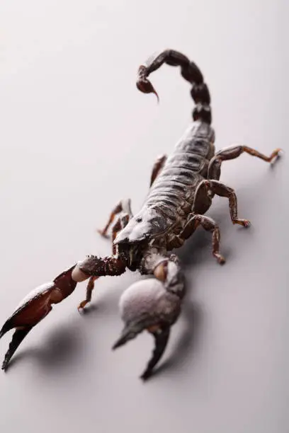 Photo of Black scorpion in close-up on a grey background. Soft light