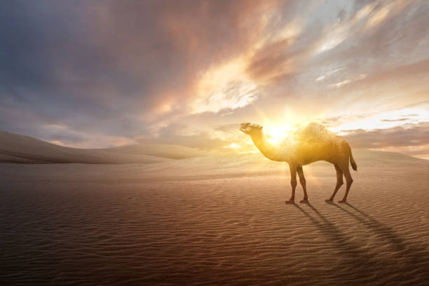 istock Camel crossing the desert 1455621138
