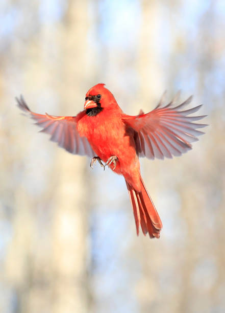 Northern Cardinal flying, Quebec stock photo