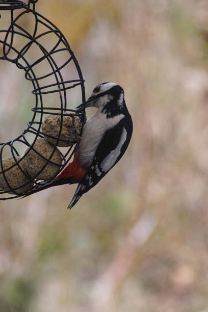 Close up of bird perching on feeder