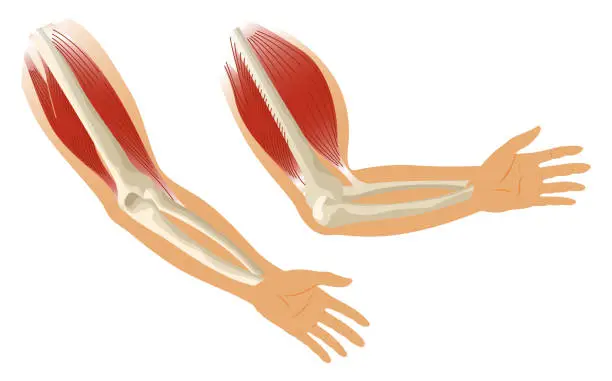 Vector illustration of Arm muscle biceps with skeleton. Muscle tension of human hand on white background. Bones and joints in male silhouette. Medical vector illustration of hand for clinic or hospital