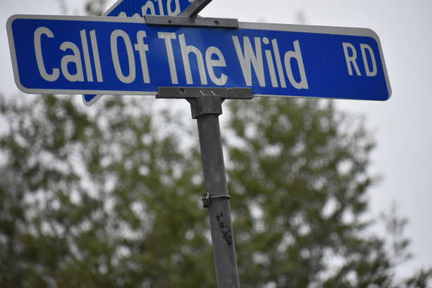 istock Call of the wild road 1455629049
