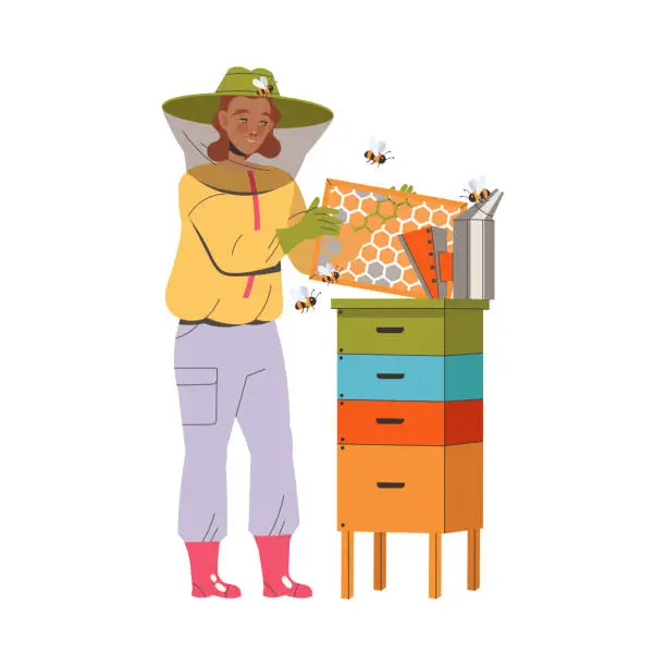 Vector illustration of Equipped Woman Beekeeper or Apiarist with Honeycomb Gathering Sweet Honey from Beehive Vector Illustration