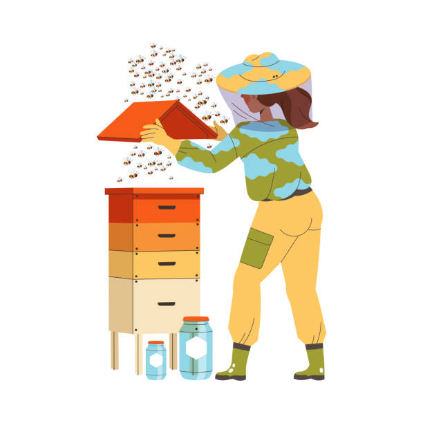 Equipped Woman Beekeeper or Apiarist with Jars Gathering Sweet Honey from Beehive Vector Illustration Equipped Woman Beekeeper or Apiarist with Jars Gathering Sweet Honey from Beehive Vector Illustration. Young Female Engaged in Apiary and Farming hiver stock illustrations