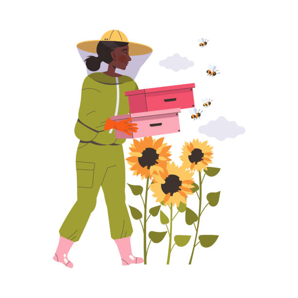 ilustraciones, imágenes clip art, dibujos animados e iconos de stock de apicultora o apicultora equipada que lleva cajas recolectando miel dulce de la ilustración vectorial de la colmena - equipped
