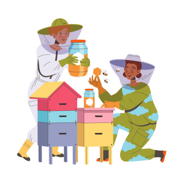 Equipped Man and Woman Beekeeper or Apiarist Gathering Sweet Honey from Beehive Vector Illustration Equipped Man and Woman Beekeeper or Apiarist Gathering Sweet Honey from Beehive Vector Illustration. Young Male and Female Engaged in Apiary and Farming hiver stock illustrations