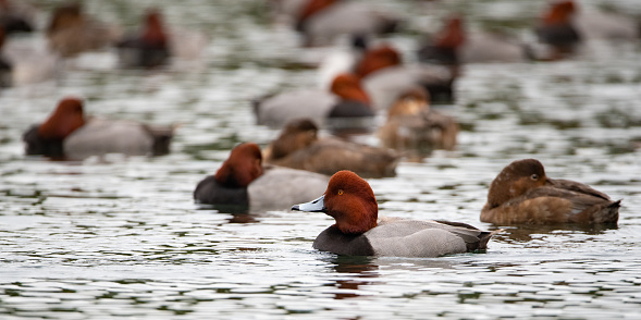 A flock of redhead ducks resting on a lake during their migration