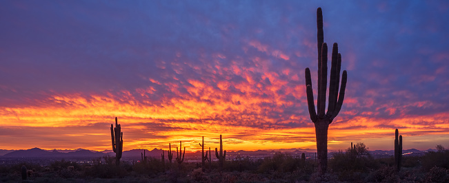 Majestic sunset over Scottsdale, AZ with saguaro cactus silhouettes from McDowell Sonoran Preserve