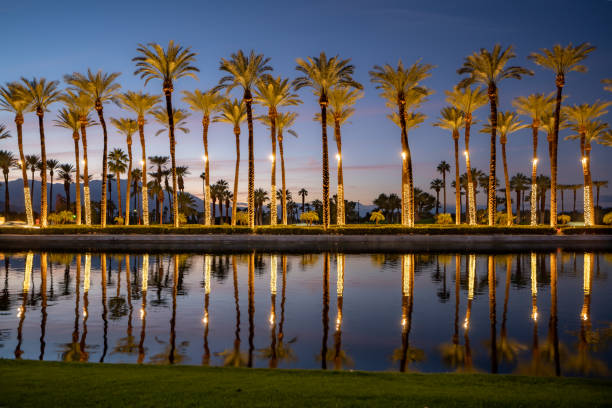istock Palm trees with Christmas lights reflecting in pond at sunset 1455634821