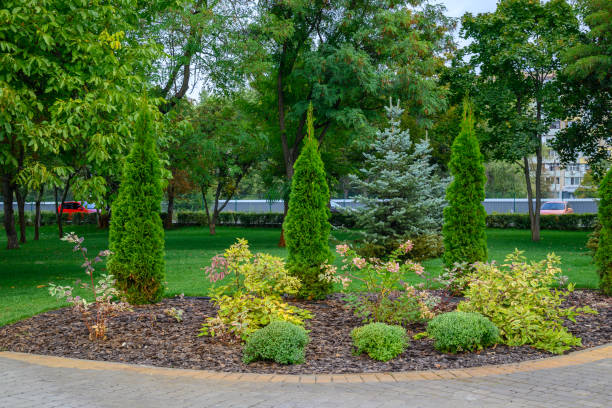 istock thuja occidentalis pyramidalis compacta in city park 1455636503