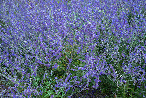 Perovskia swan-leaved purple Russian sage close-up for landscaping