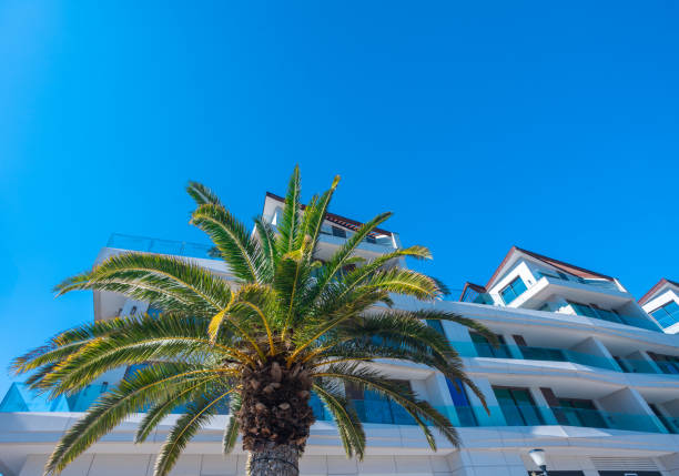 istock Perfect palm trees against a beautiful blue sky 1455636532